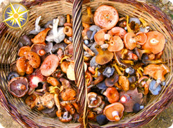 Wild mushrooms from Terrassa