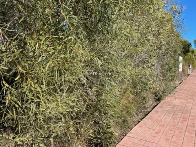 PDVAL3861  plot for sale in Javea / Xàbia - Photo 2